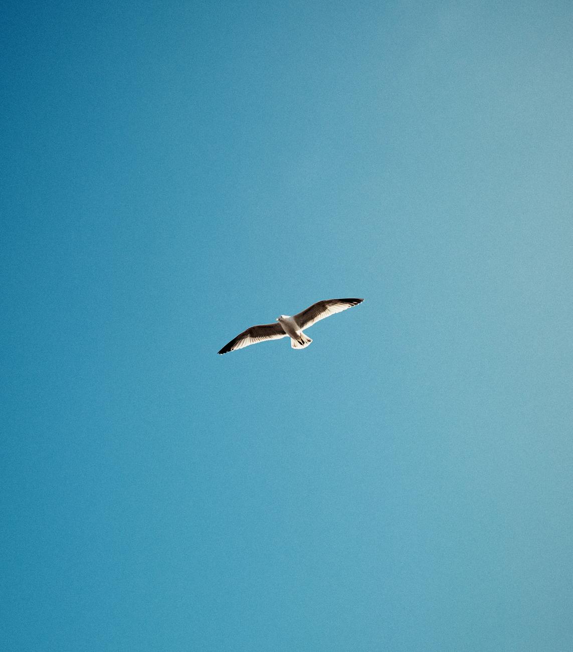 seagull soaring in a clear blue sky